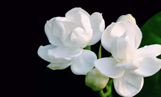 常在花间走活过九十九 五种有美容功能的鲜花